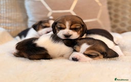 Beagle dogs for sale: ** STUNNING KC 5 GEN TRI COLOUR BEAGLEPUPS ** - Image 1