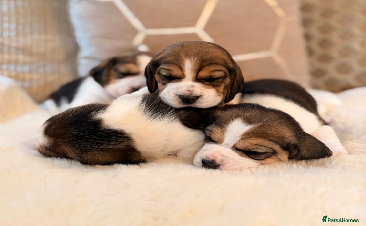 Beagle dogs - Advert 15