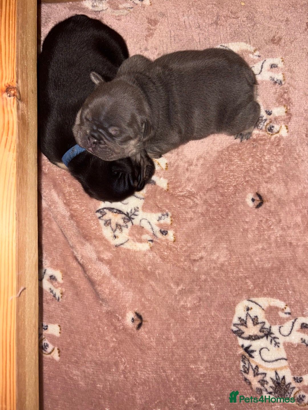 French Bulldog dogs for sale: Beautiful litter of French bulldog pups DWKC  - Advert 4