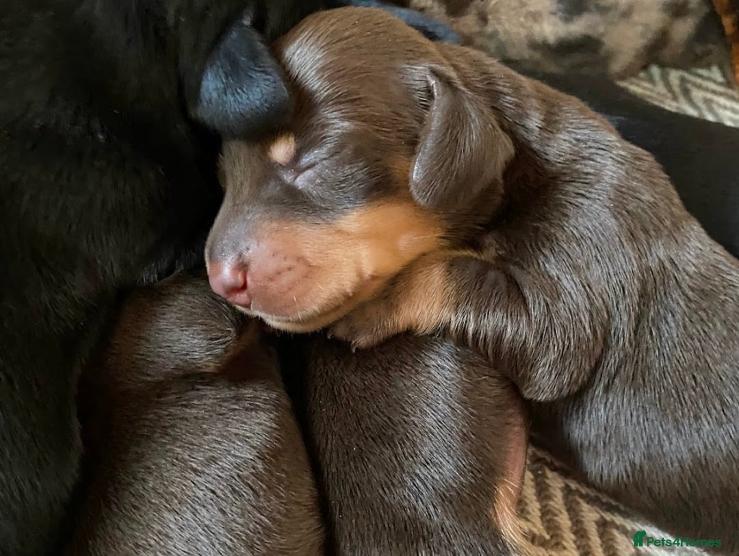 Miniature Dachshund dogs for sale: BEAUTIFUL PRA CLEAR & KC REG MINIS - Advert 23