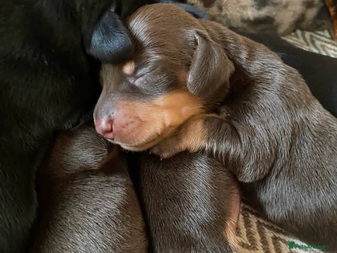 Miniature Dachshund dogs for sale: BEAUTIFUL PRA CLEAR & KC REG MINIS - Advert 27