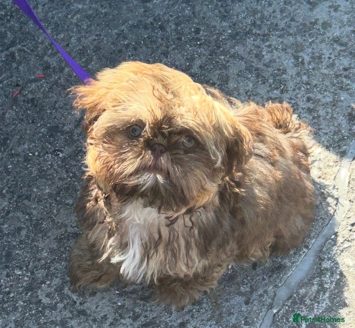 Mixed Breed dogs Imperial Shih Tzu x griffin - Advert 4