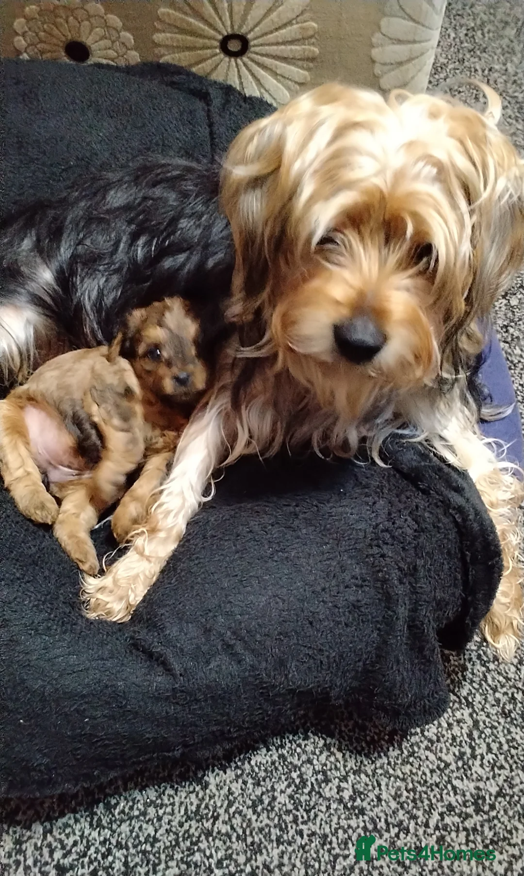 Mixed Breed dogs for sale: Puppies  in Blackpool - Advert 7