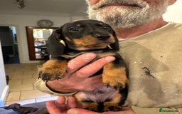 Miniature Dachshund dogs for sale: Miniature Dachshund Puppies  - Image 14