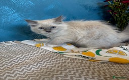 Ragdoll cats for sale: GORGEUS RAGDOLL KITTENS FOR SALE - Image 4