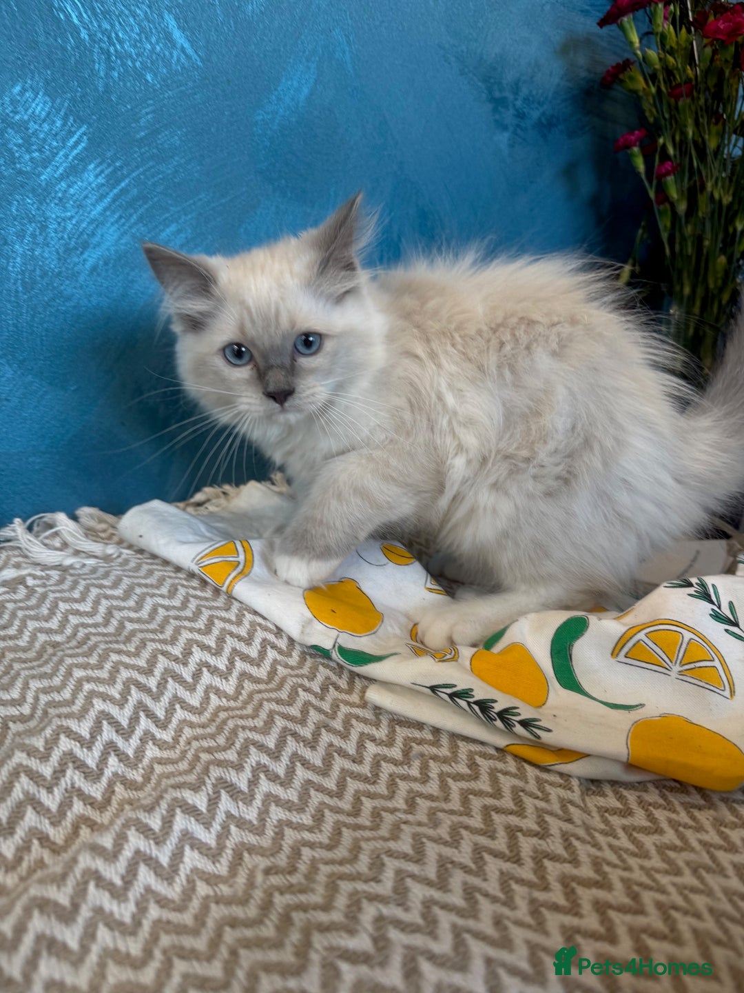 Ragdoll cats for sale: GORGEUS RAGDOLL KITTENS FOR SALE - Image 4