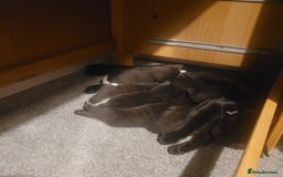 British Shorthair cats for sale: Beautiful kittens for sale - Image 9