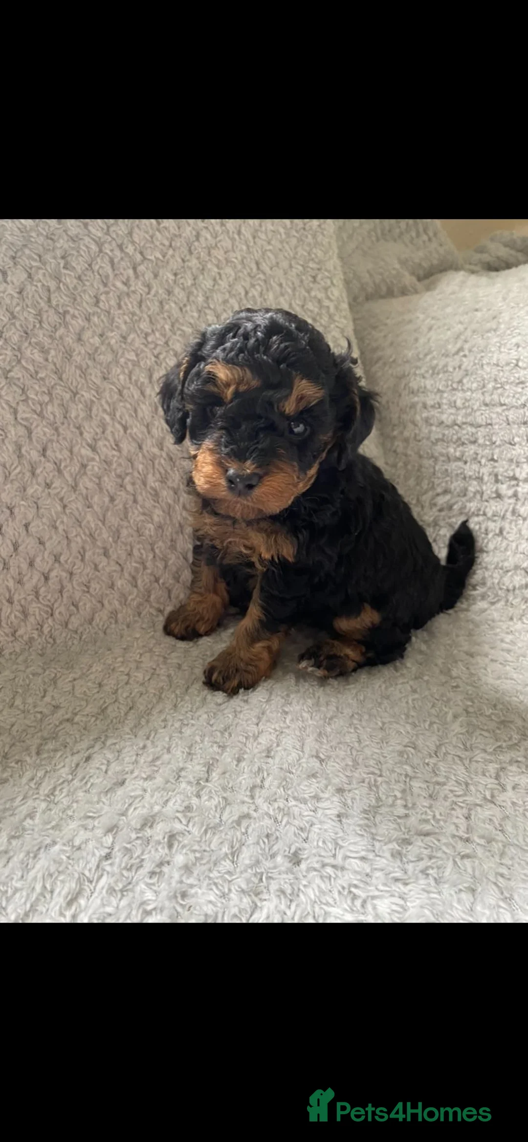 Toy Poodle dogs for stud: *STUD* Gorgeous KC Registered Toy Poodle in Manchester - Advert 28