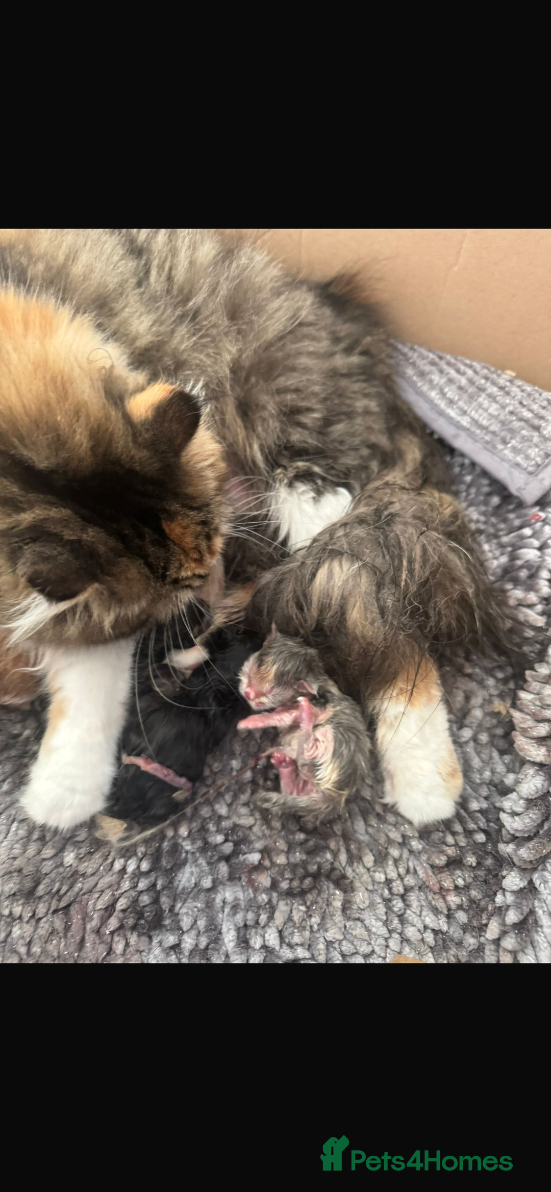 Persian cats for sale: Doll faces Persian ❌  - Image 19