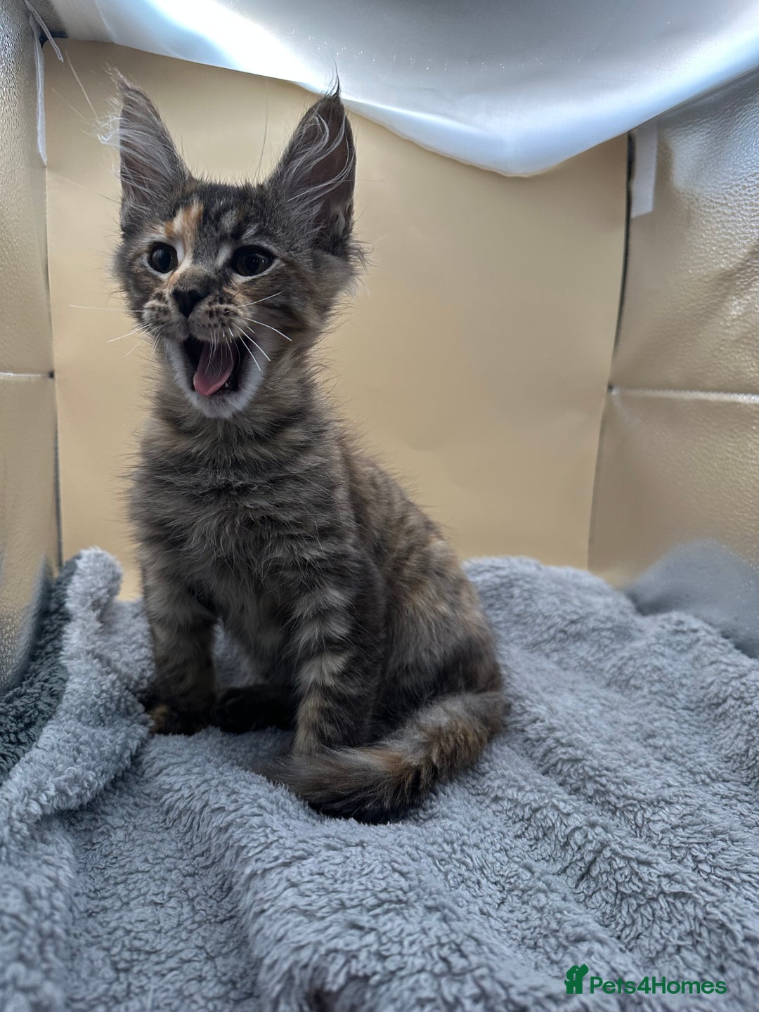 Maine Coon cats for sale: Xl mainecoon kittens full breed non reg  - Image 21