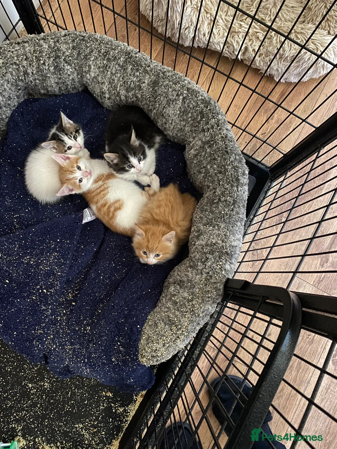 Mixed Breed cats for sale: Beautiful kittens  - Advert 2