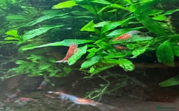 Shrimps fish for sale: Neocaridina Shrimp Aquarium  - Image 3