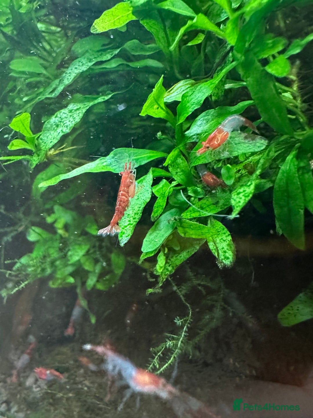Shrimps fish for sale: Neocaridina Shrimp Aquarium  - Image 3
