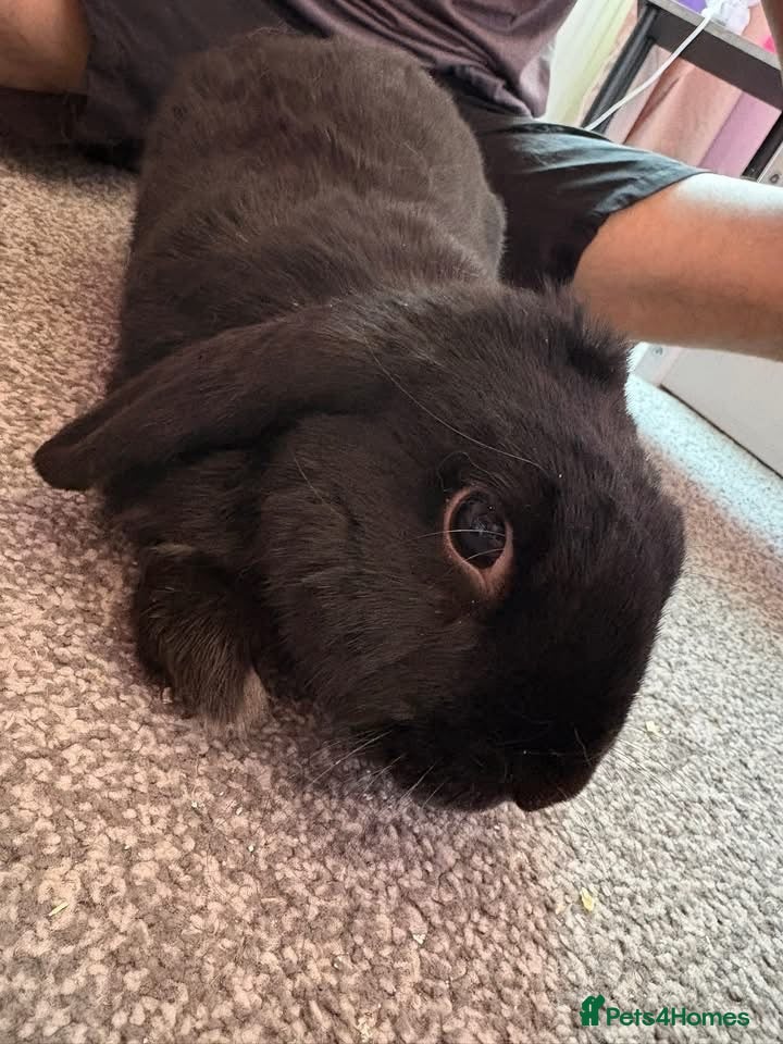 English Lop rabbits Female lop rabbit - Advert 3