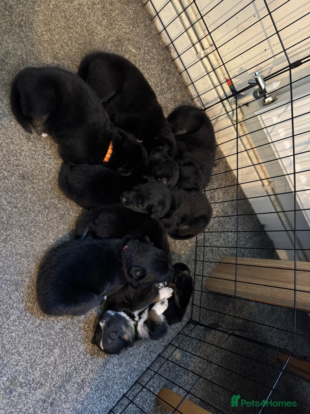 Mixed Breed dogs for sale: Shollie puppies in Wrexham - Advert 1