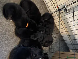 Mixed Breed dogs Shollie puppies - Advert 4