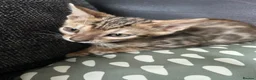 Bengal cats for sale: Bengal kitten - Advert 6
