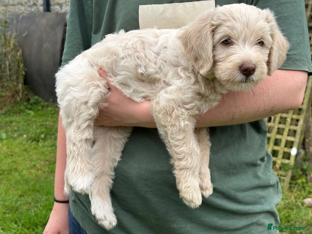 Labradoodle dogs for sale: Beautiful Puppies Ready for the Summer Holidays - Image 20