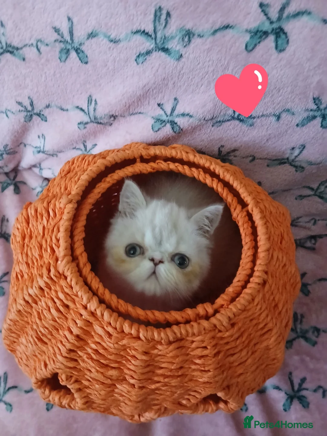 Exotic cats for sale: EXCEPTIONAL PERSIAN EXOTIC KITTENS  - Advert 1