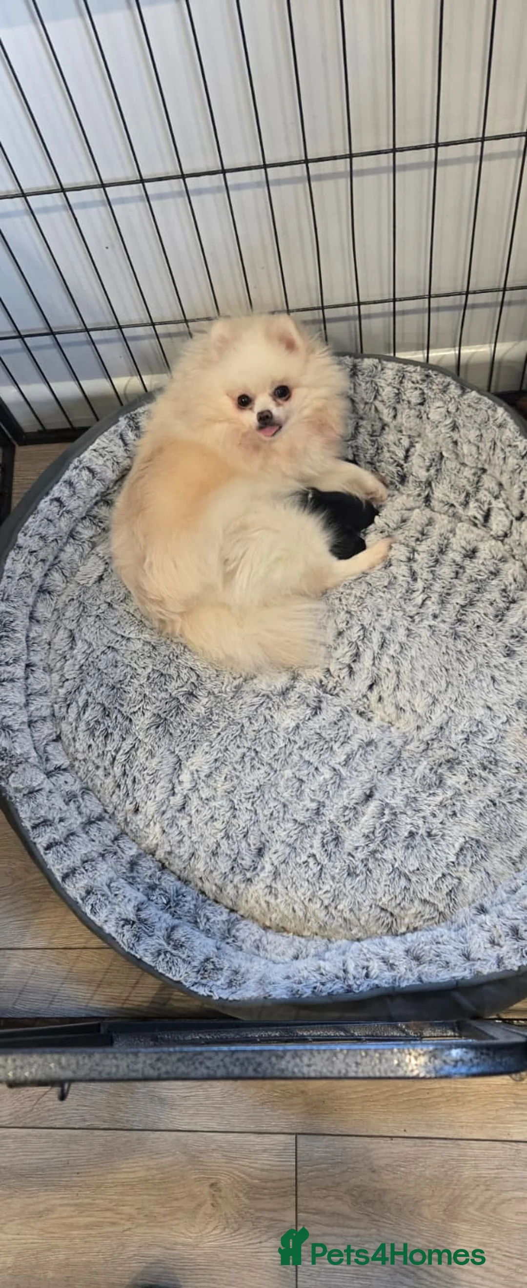 Pomeranian dogs for stud: top quality 5kg/3kgstud!chocolatemerle&fullblack🔥 - Advert 11