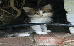 British Shorthair cats for sale: Loving kittens looking for a loving home - Image 13