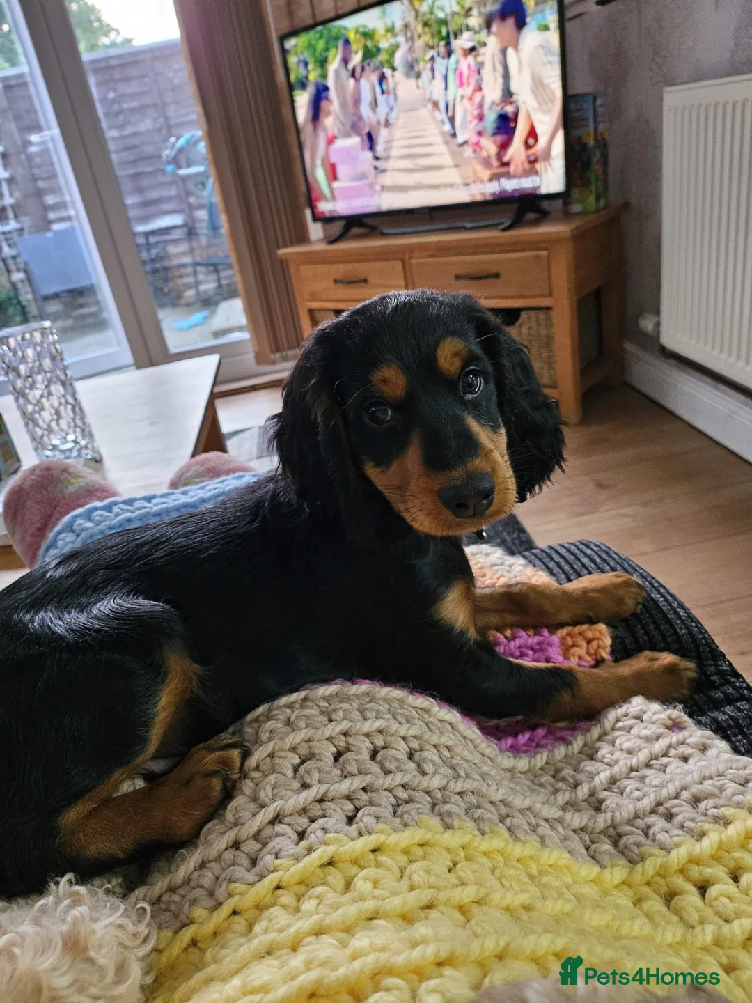 Cocker Spaniel dogs for stud: KC REGISTERED COCKER SPANIEL STUD in Worcester - Advert 15