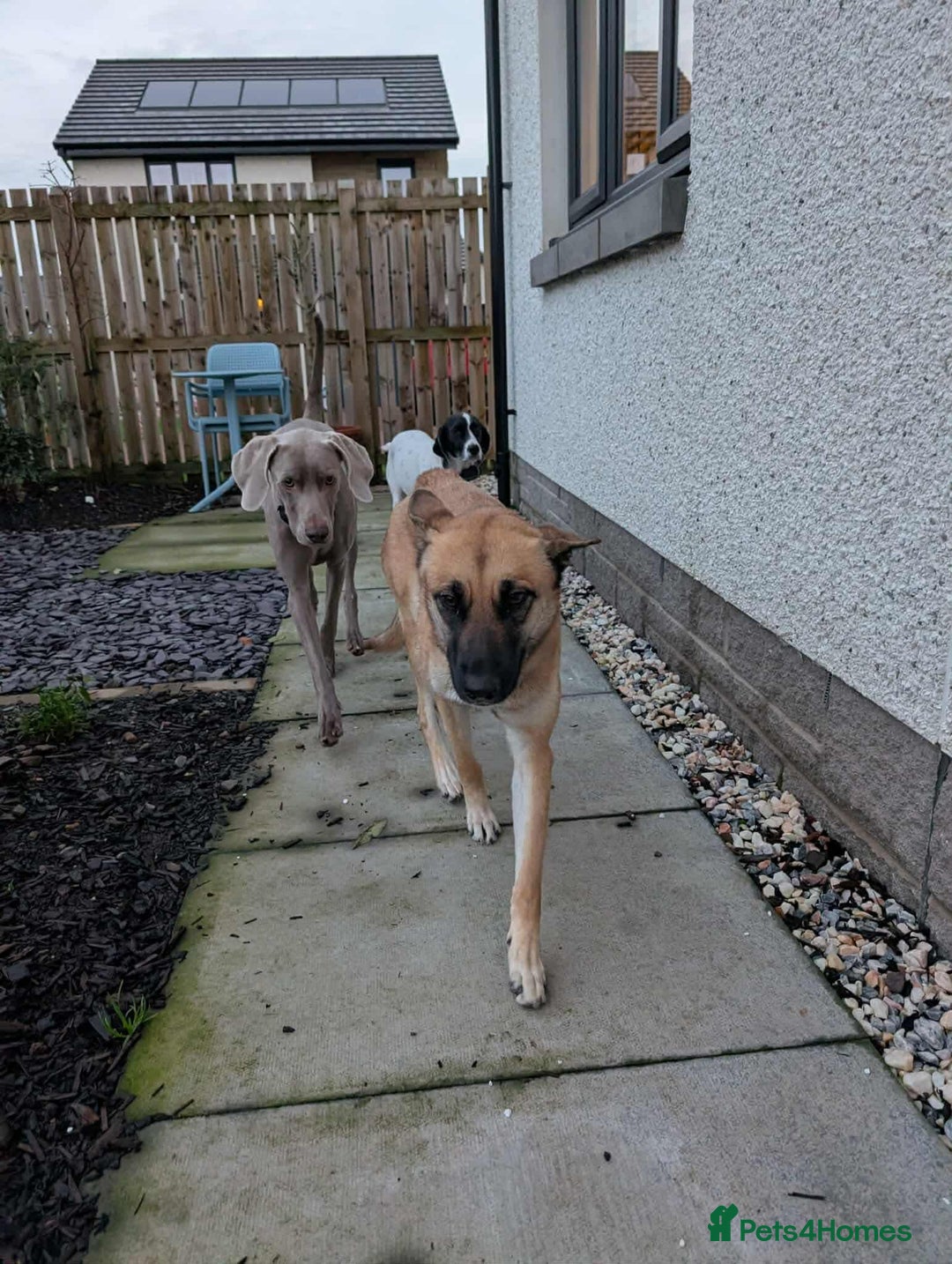 Mixed Breed dogs for adoption: Lydia the swettest fire survivor - Advert 9