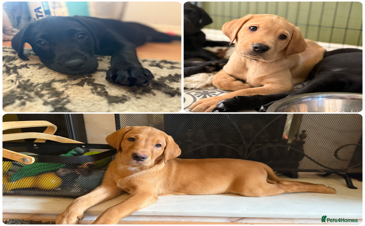 Labrador Retriever dogs in Houghton le Spring - Advert 3