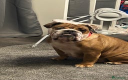 English Bulldog dogs for sale: Kc reg English bulldog puppy - Image 4