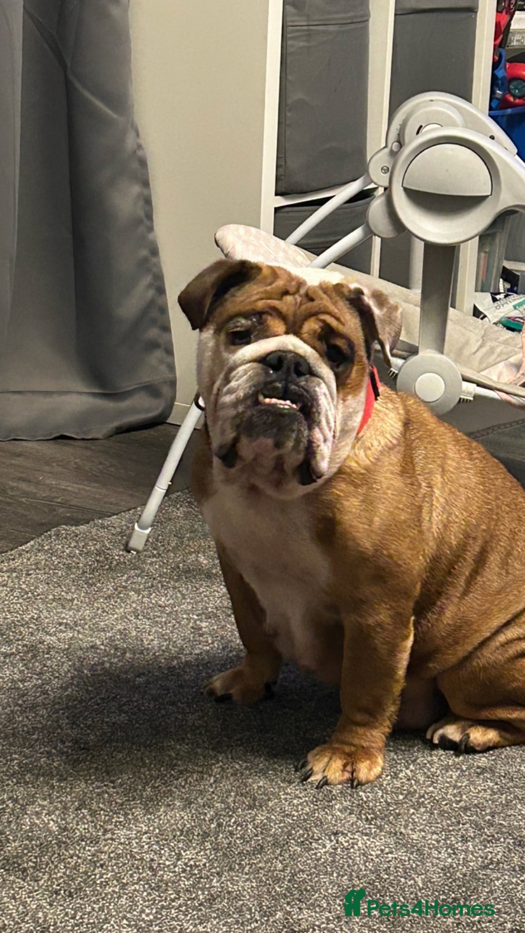 English Bulldog dogs for sale: Kc reg English bulldog puppy - Image 4