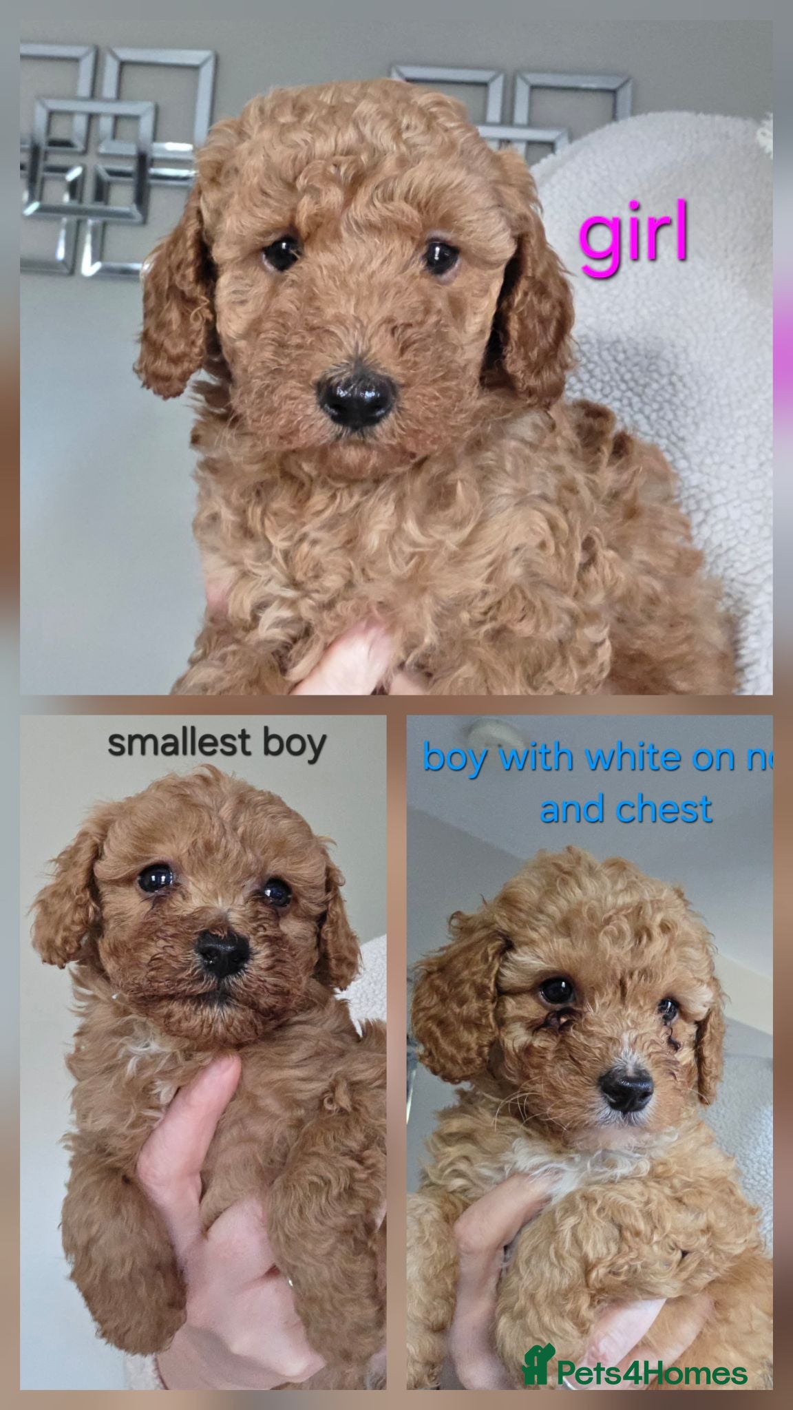 Cockapoo dogs Beautiful cockapoo  - Advert 3