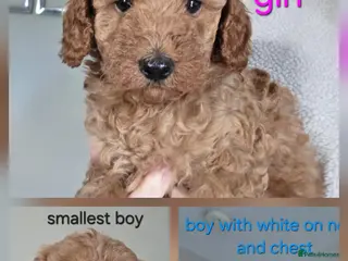 Cockapoo dogs Beautiful cockapoo - Advert 3