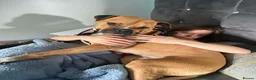 Mixed Breed dogs for sale: Boxer cross 5 years old  - Advert 5
