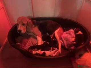 Beagle dogs Kc tri registered beagles - Advert 1