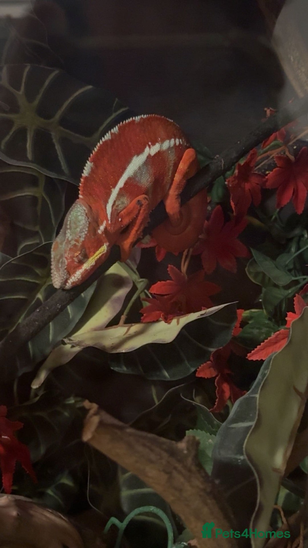 Chameleon reptiles MALE PANTHER CHAMELEON WITH FULL SET UP - Advert 2