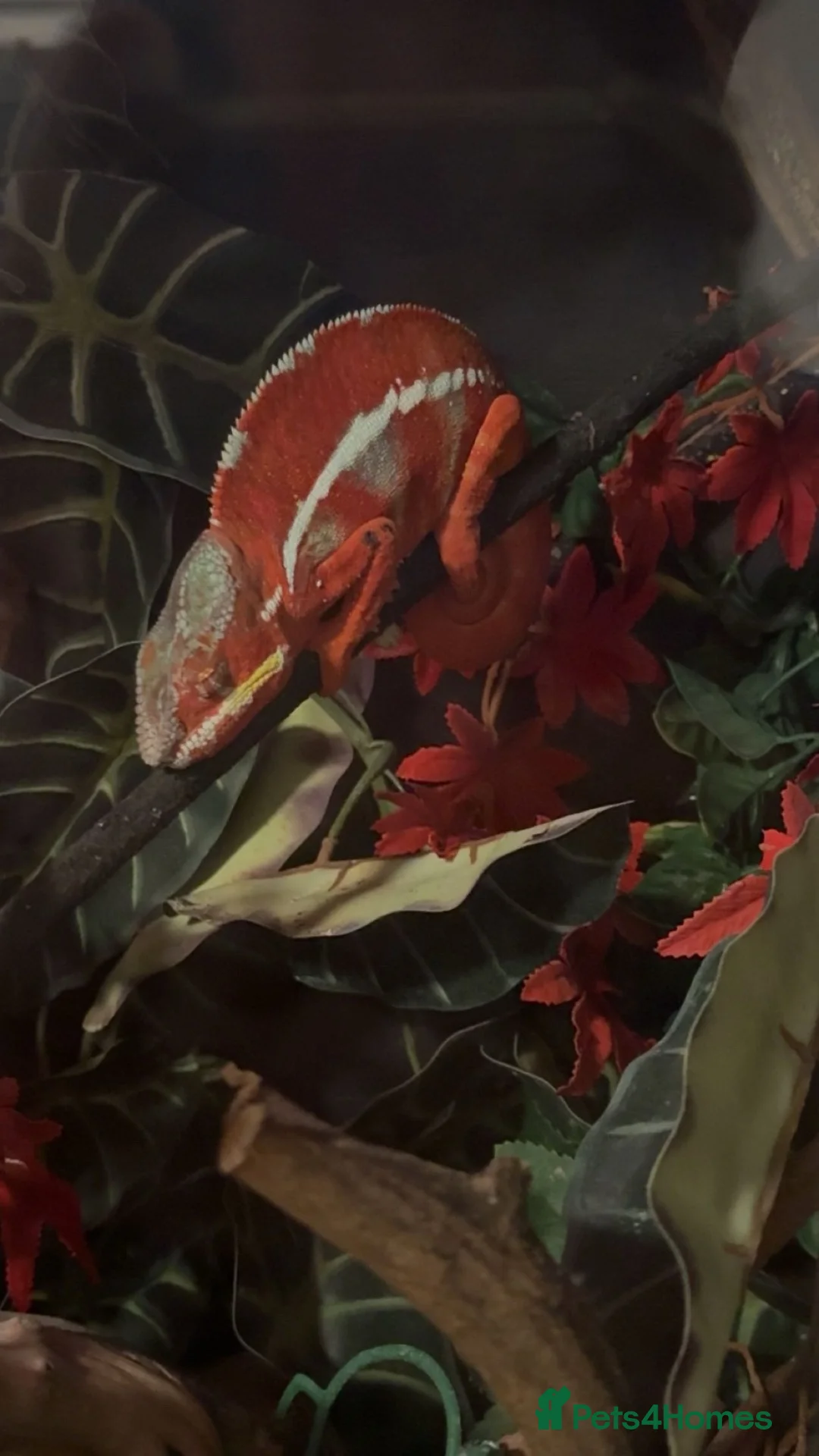 Chameleon reptiles for sale: MALE PANTHER CHAMELEON WITH FULL SET UP in Stourbridge - Advert 2