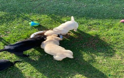 Labrador Retriever dogs for sale: Labrador retriever - Image 7