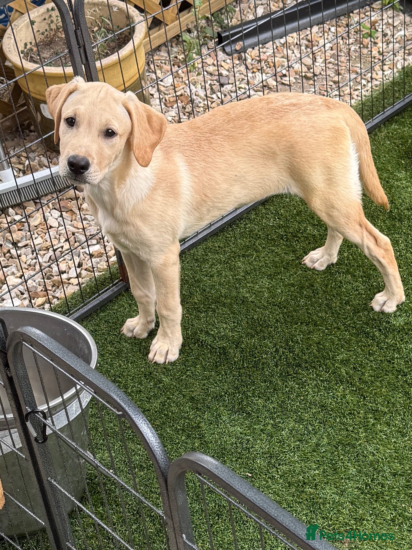 Labrador Retriever dogs Black & White/Cream Labrador Puppies Females  - Advert 1