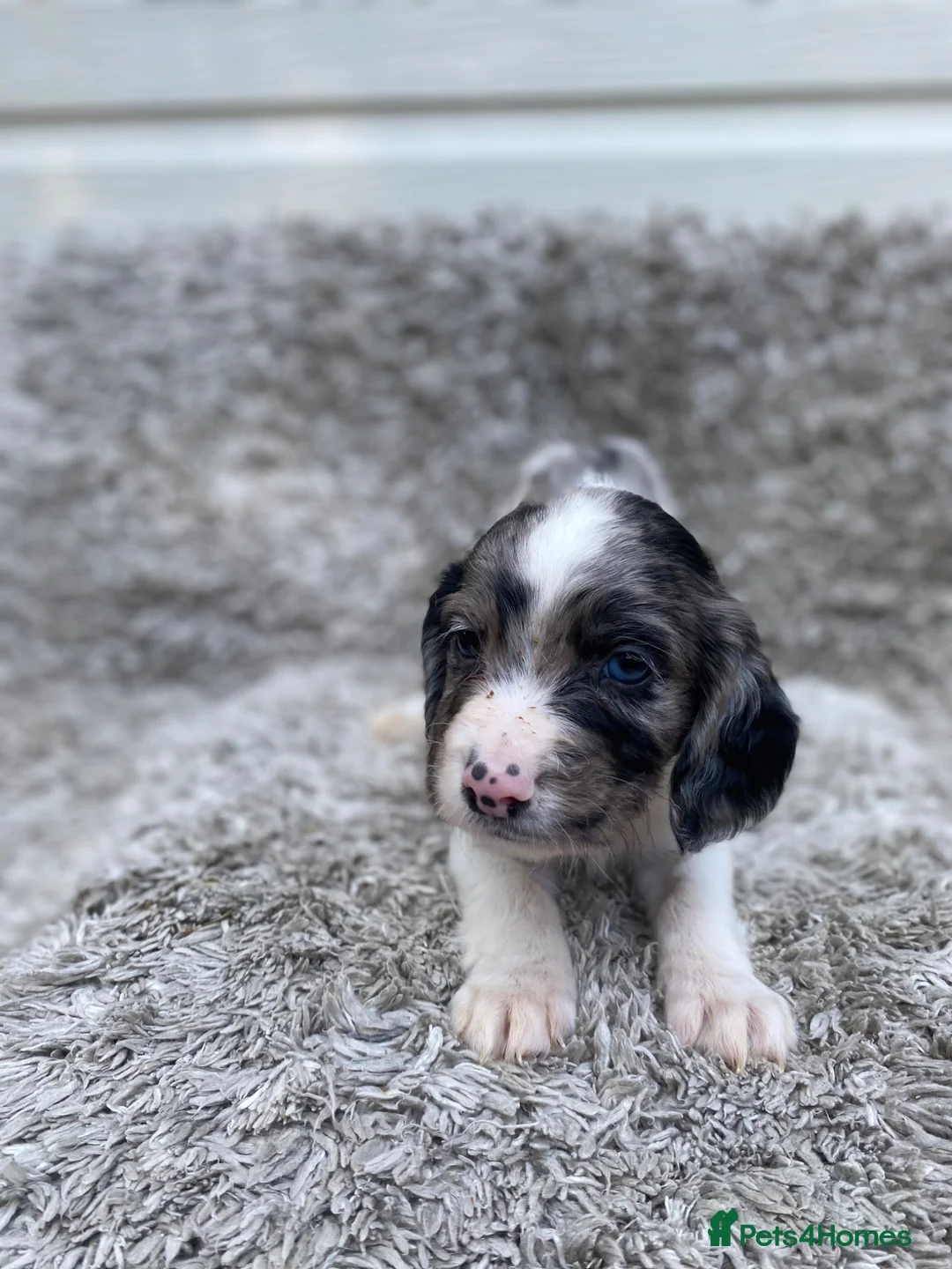 Cocker Spaniel dogs for sale: Cocker spaniel puppies - Advert 9