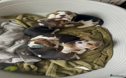 Beagle dogs for sale: 2 Beagle Girl Pups left -(KC Reg), Champ Bloodline - Image 23