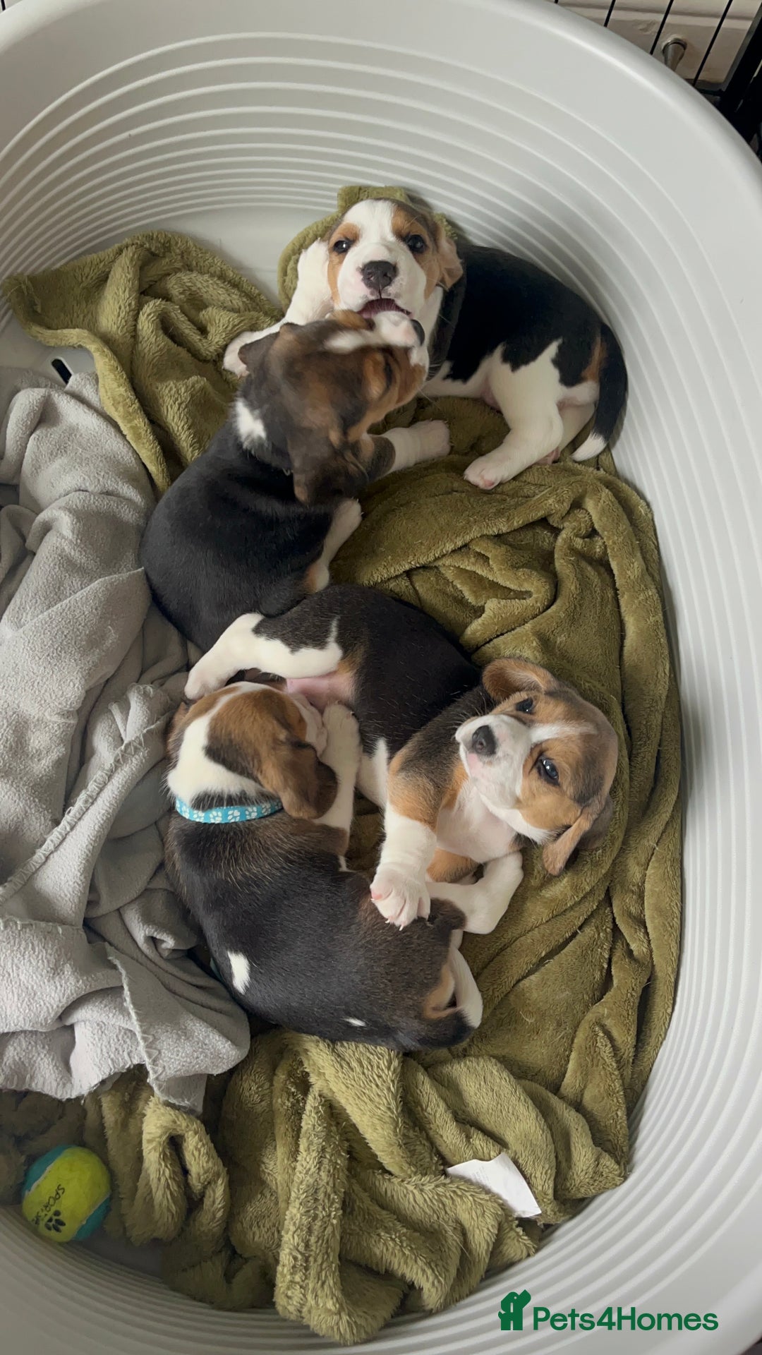 Beagle dogs for sale: 2 Beagle Girl Pups left -(KC Reg), Champ Bloodline - Image 23