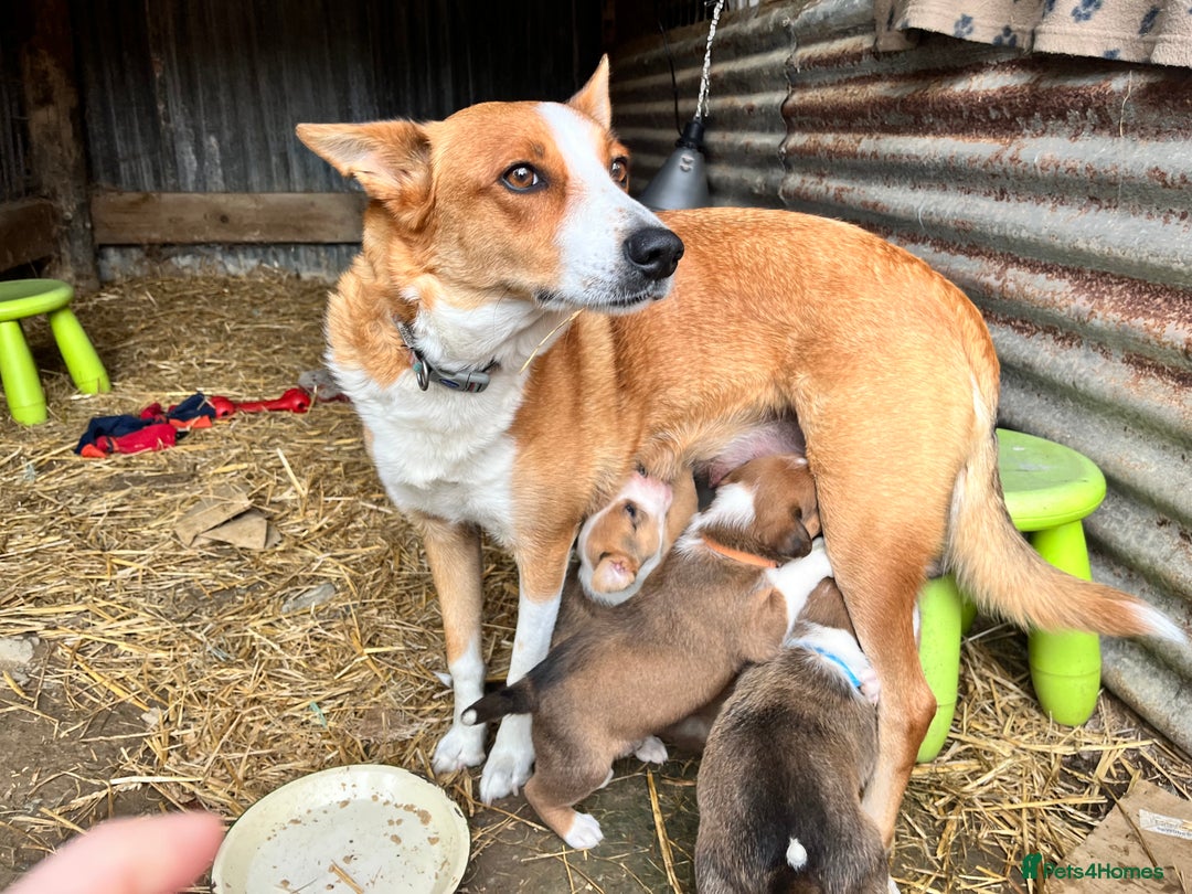 Welsh Collie dogs for sale: Welsh Sheepdog Puppies - Image 8