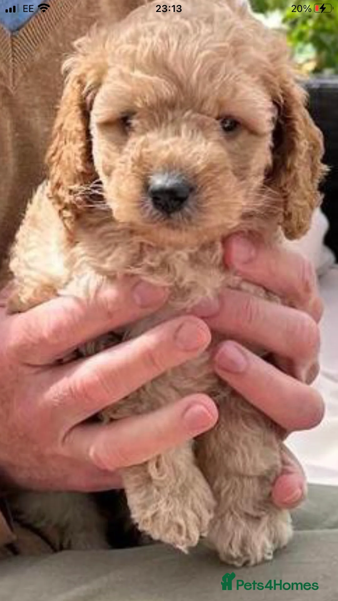 Cockapoo dogs for stud: cockapoo stud  in Aberlour - Advert 17