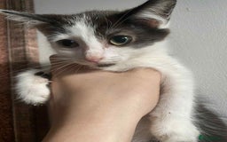 Snowshoe cats for sale: 🐾Gorgeous Kittens Ready for Forever Homes 🏡✨ - Image 12