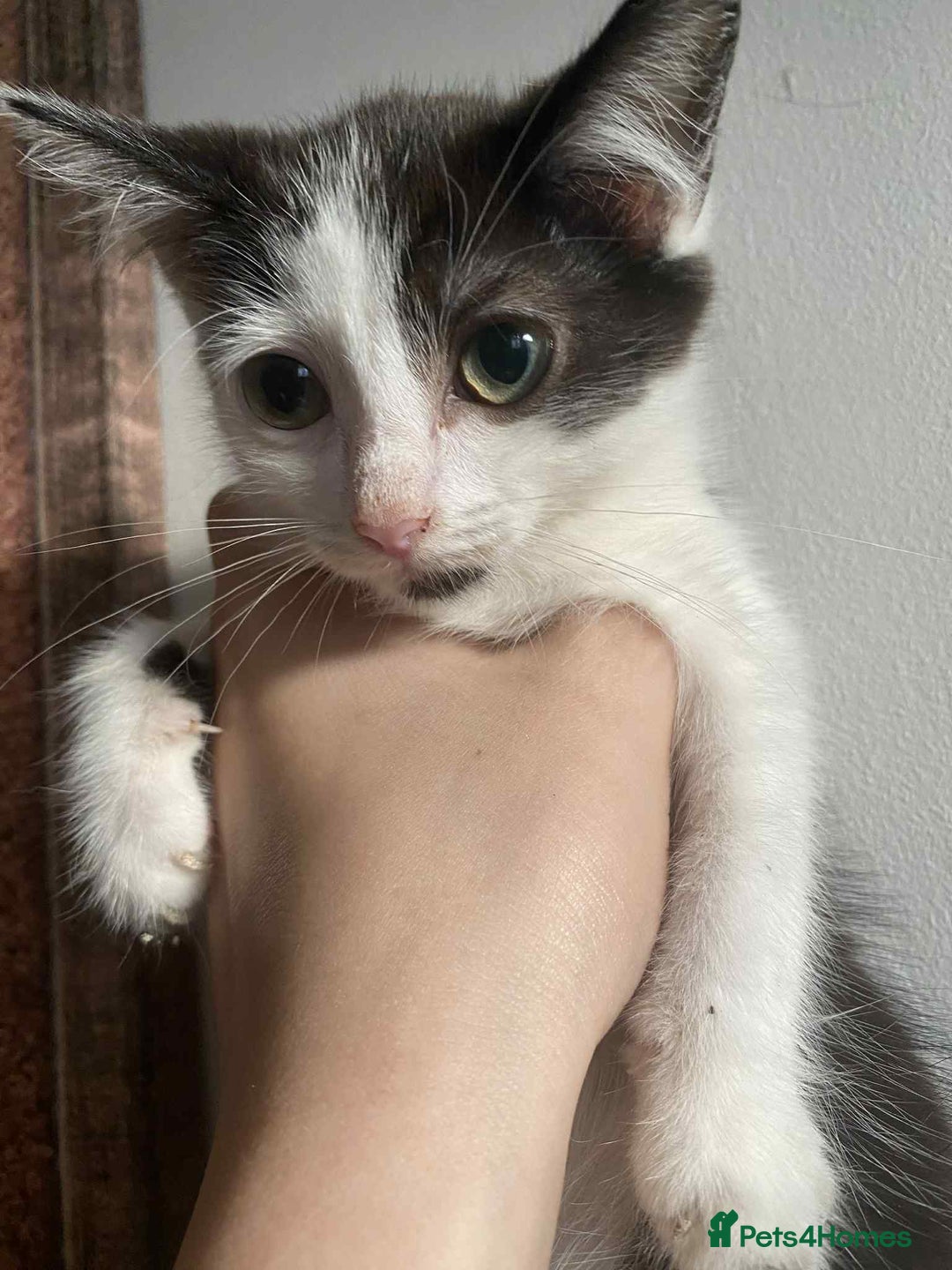 Snowshoe cats for sale: 🐾Gorgeous Kittens Ready for Forever Homes 🏡✨ - Image 12