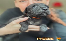 Cane Corso dogs for sale: READY REDUCED CANE CORSO - Image 19