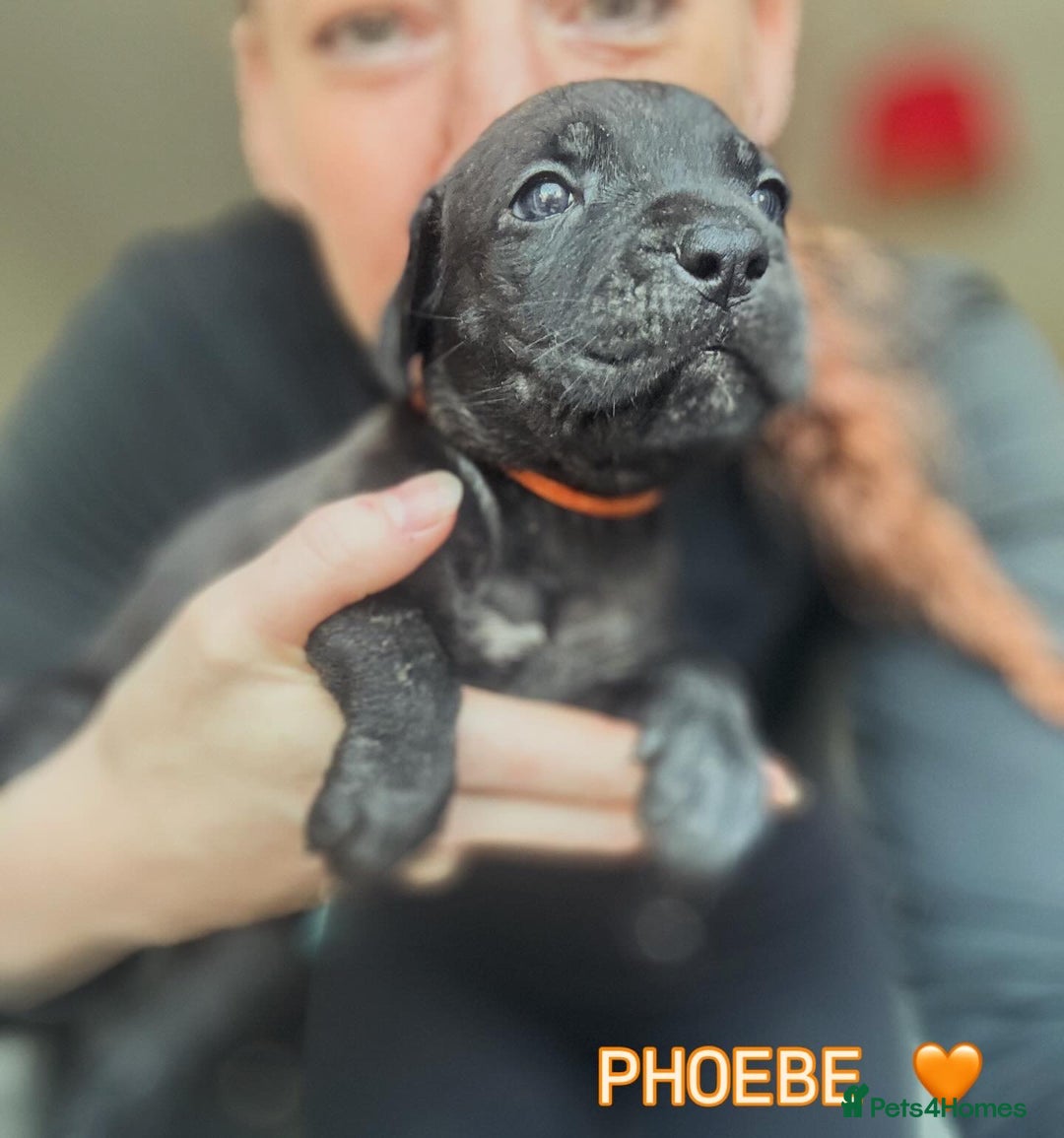 Cane Corso dogs for sale: READY REDUCED CANE CORSO - Image 19