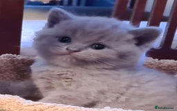 British Shorthair cats for sale: British Shorthair/Scottish Fold - 2 Grey Avail - Image 3