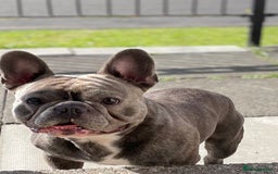 French Bulldog dogs for sale: Male French bulldog  - Image 4