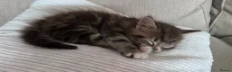 Domestic Shorthair cats for sale: Gorgeous male kitten  - Advert 8